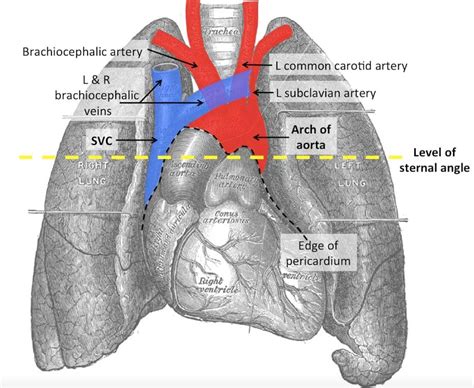 The Superior Mediastinum - Borders - Contents - TeachMeAnatomy