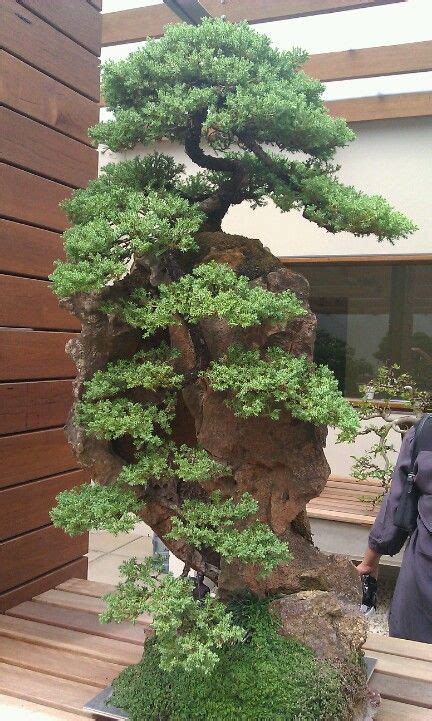 Cascading bonsai. Wonder just how tall it is... Ficus Bonsai, Indoor ...