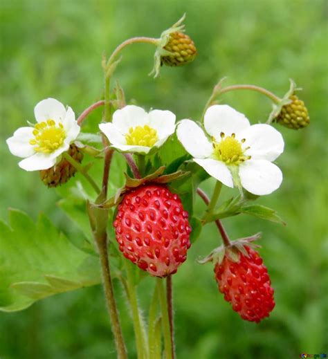 Bouquet of strawberry flowers strawberries bouquet № 29490 | Strawberry ...