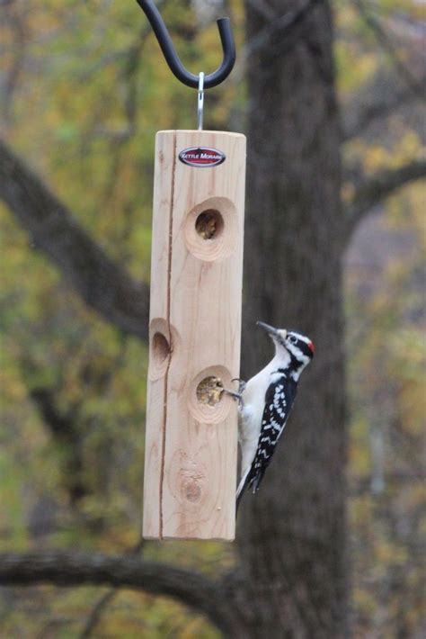 Woodpecker Feeders | Bird feeders, Woodpecker feeder, Backyard birds