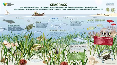 Environmental Impacts of Dredging on Seagrass Habitats