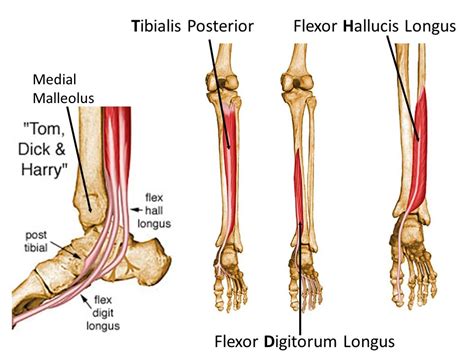 Exercises For The Hallucis Longus Muscle - Black Cock Shemale