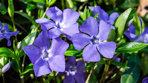 How To Care For A Periwinkle Flower