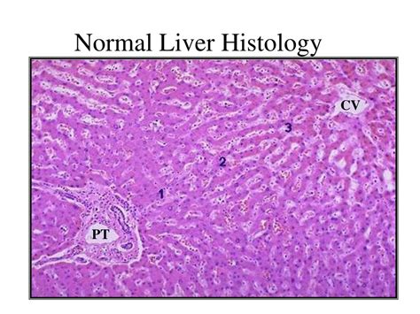 Liver Histology