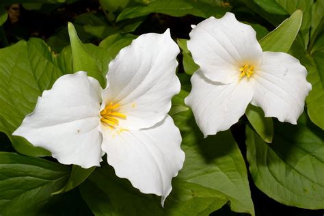 Oregon State Flower Trillium