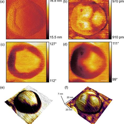 AFM topography images of apoferritin nanoparticles adsorbed on a mica ...