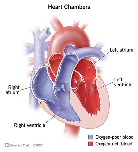 How Does The Heart Function As A Pump Factory Sale | cityofclovis.org