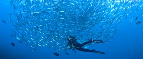 Liveaboards in Solomon islands - LiveAboard.com