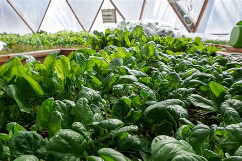 Growing Lettuce in a Greenhouse - Growing Spaces Greenhouses