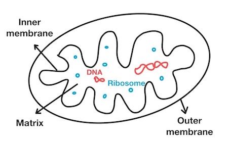 Mitochondria Diagram With Labels