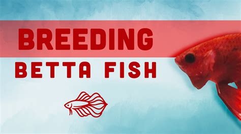 Breeding Betta Fish | Betta Fish Breeding Guide — JV Betta