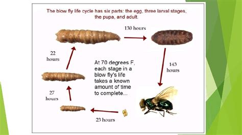 FORENSIC ENTOMOLOGY What is Forensic Entomology Forensic Entomology