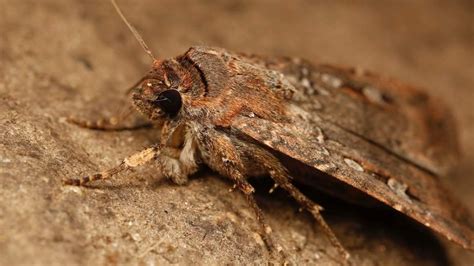 Bogong moths use the Earth's magnetic field to get their bearings on ...