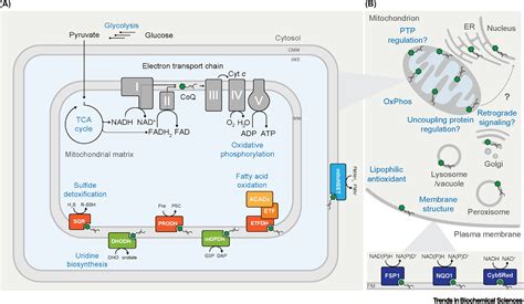 Coenzyme Q biochemistry and biosynthesis: Trends in Biochemical Sciences