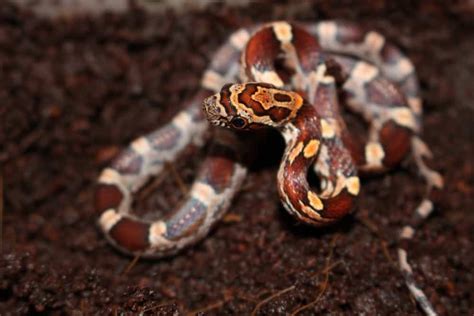 Baby Corn Snake Care Sheet: What Every Owner Must Know