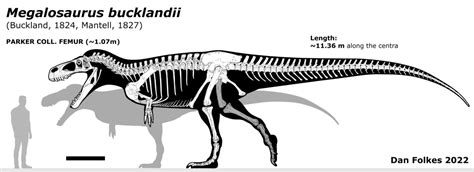 New megalosaurus size estimate! | Fandom