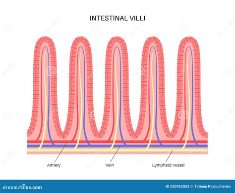 Intestinal Villi Anatomy Cartoon Vector | CartoonDealer.com #230952053