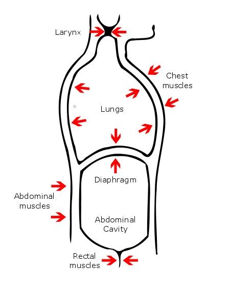 SVT and The Modified Valsalva Maneuver | CPR Seattle