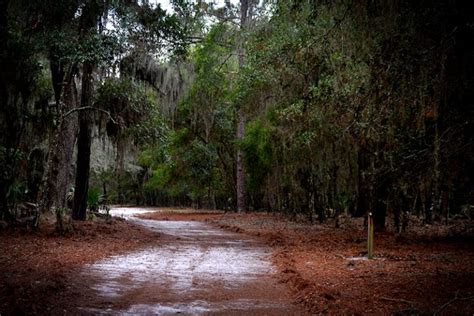 Paynes Prairie State Preserve Hiking Trails - Bryan Berg