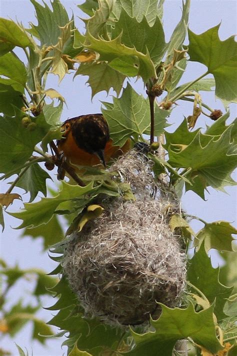 Baltimore Oriole Nest | Birding Pictures