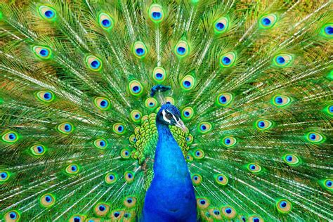 [200+] Peacock Pictures | Wallpapers.com