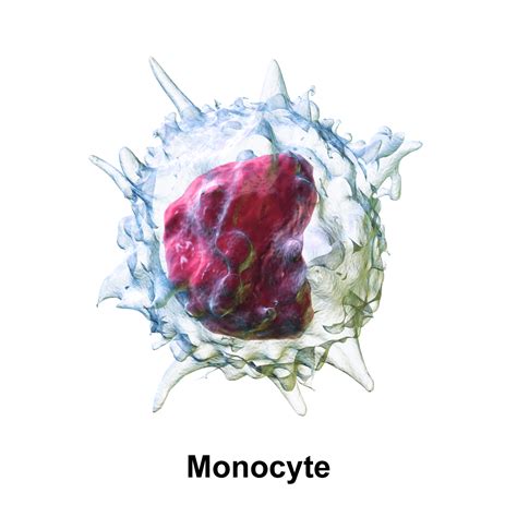 Low Monocytes? 6 Ways to Improve Immune Function - SelfDecode Labs