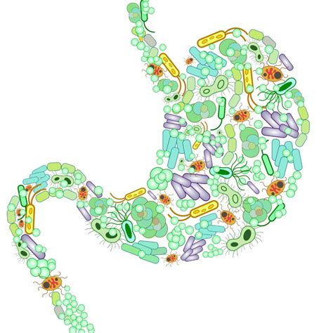 Introduction to Gut Bacteria - Guts UK