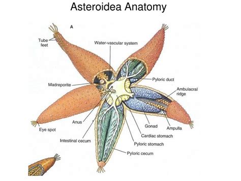 PPT - Phylum Echinodermata PowerPoint Presentation, free download - ID ...