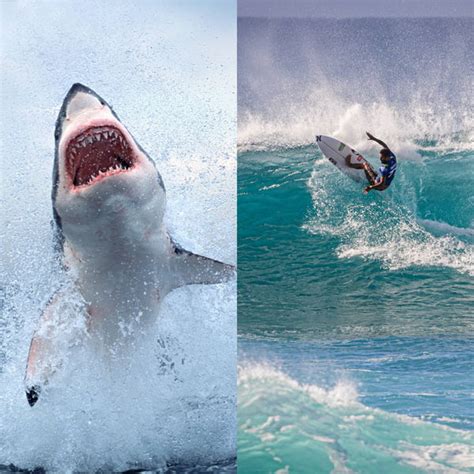 “I Tried Punching It”: Shark-Attack Surviving Surfer Revealed the Three ...