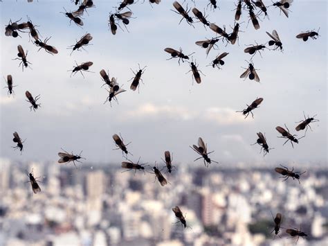 Millions of flying ants picked up on radar and could swarm Wembley ...