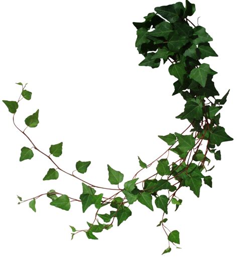 Vines PNG, Vines Transparent Background - FreeIconsPNG