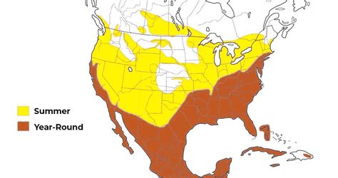 What Are The 3 Types of Vultures Found In The United States? (2022 ...