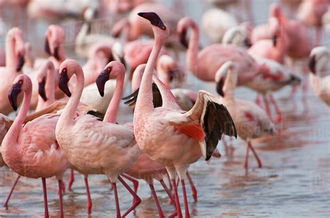 Kenya, Lake Nakuru National Park. Flamingos wade in shallow water of ...