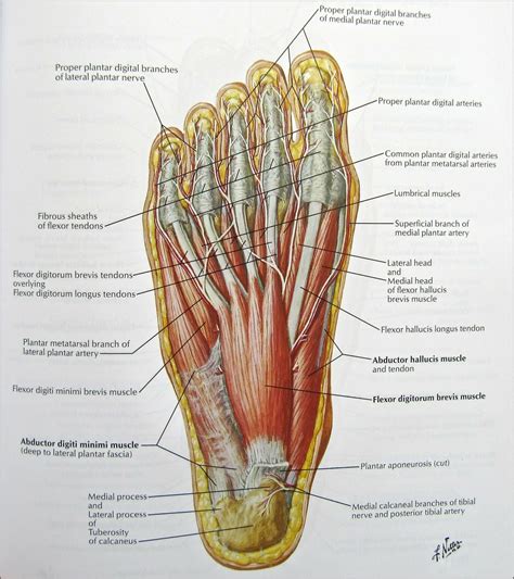 Foot Tendons Diagram