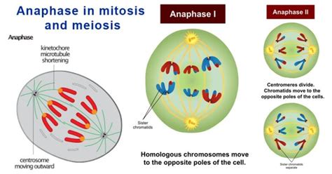 Anaphase in Mitosis and Meiosis (Anaphase I, II) - Microbe Notes