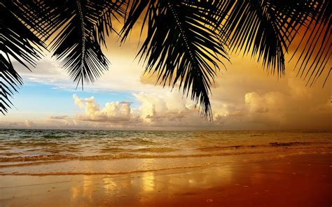 nature, Landscape, Palm Trees, Leaves, Beach Wallpapers HD / Desktop ...