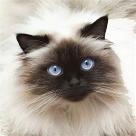 Caring for a Himalayan Cat