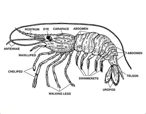 Seafood - Louisiana Sea Grant