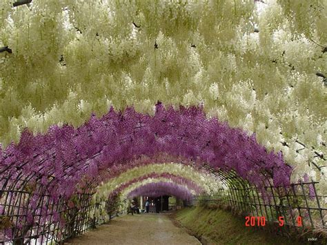 Little Bird Tell: Kawachi Fuji Garden Wisteria Tunnel