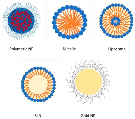 Orally Administered Amphotericin B Nanoformulations: Physical ...