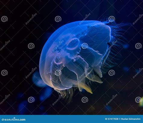 Moon Jellyfish in an Aquarium Stock Photo - Image of life, marine: 57477838