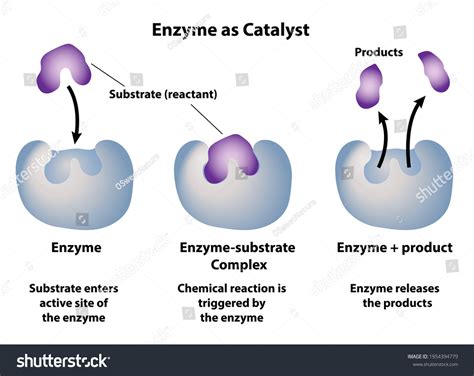 Enzyme Substrate Complex Animation