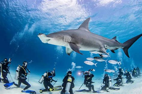 5 Best Place to Dive with Hammerhead Sharks – DivingPicks.com