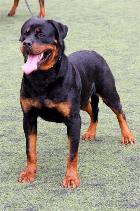 Are Rottweilers The Best Guard Dogs