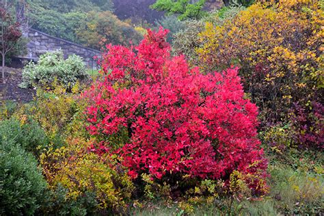 Highbush Blueberry (Vaccinium corymbosum) in Columbus Dublin Delaware ...