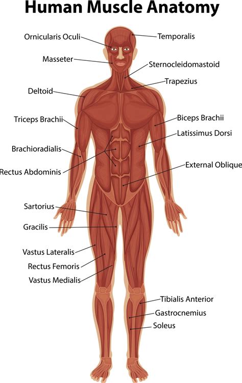 insuficiente contrabando Megalópolis muscle anatomy diagram imagina ...