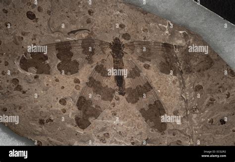 Liaoning fossil hi-res stock photography and images - Alamy