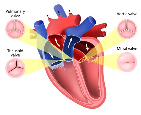 Printable Heart Diagram With Valves