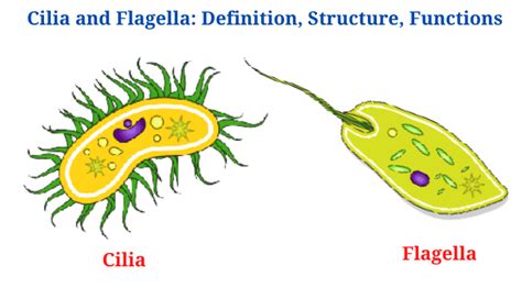 Cilia and Flagella: Definition, Structure, Functions and Diagram - PhD Nest