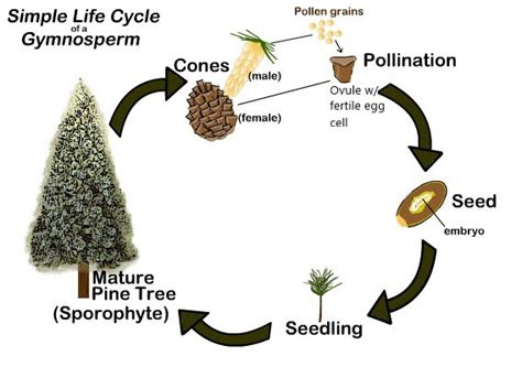 Gymnosperms